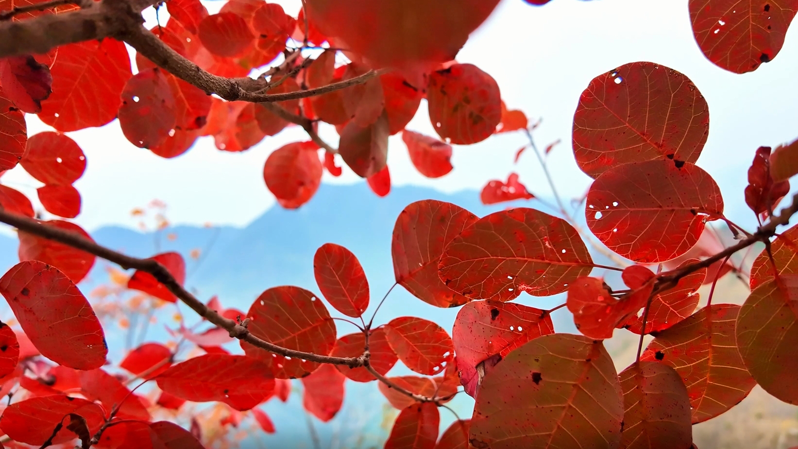 巫山红叶正当时 赴一场山水间的浪漫约会