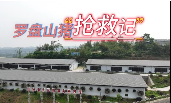 罗盘山猪“抢救记”